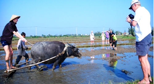 Travaux de chams au village de Tra Que, Hoi An - Circuit Vietnam authentique 21jours